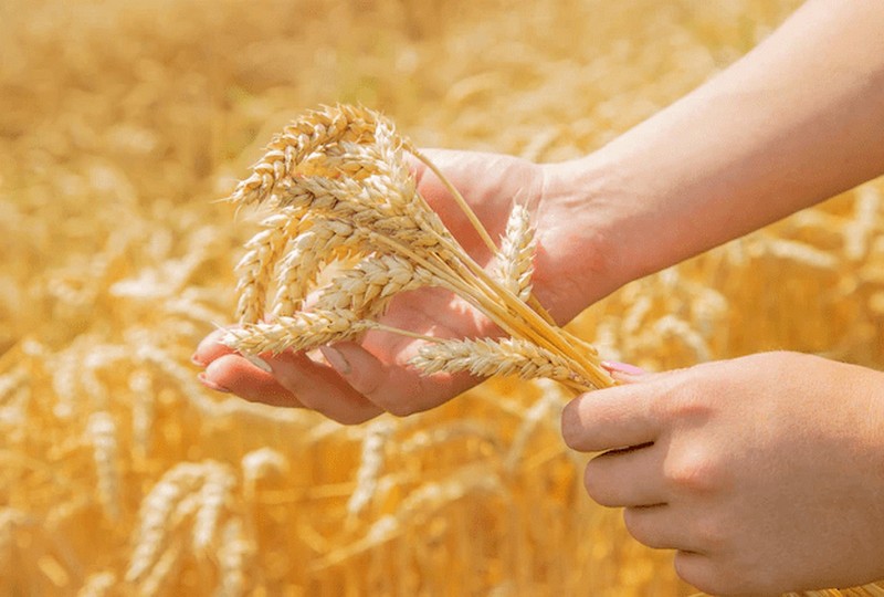 Міністерство аграрної політики та продовольства України запустило онлайн платформу Державний аграрний реєстр,  яка тепер відкрита для реєстрації для всіх українських аграріїв 