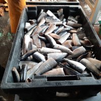 Тушки риби в лотку, які стоять в цеху по переробці риби