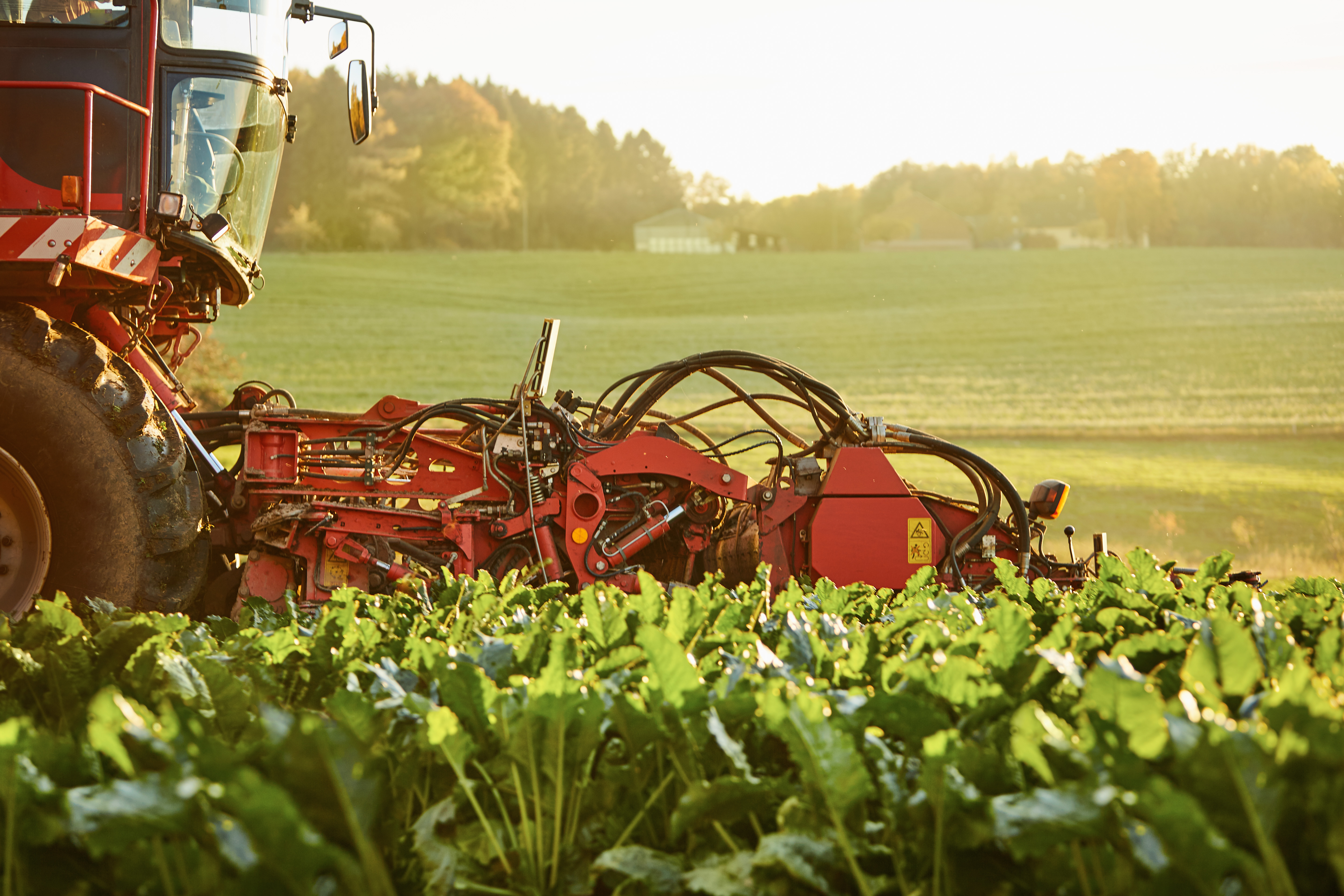 Аграрії Вінниччини зібрали понад 2,2 млн тонн цукрових буряків і виробили 320 тис. тонн цукру