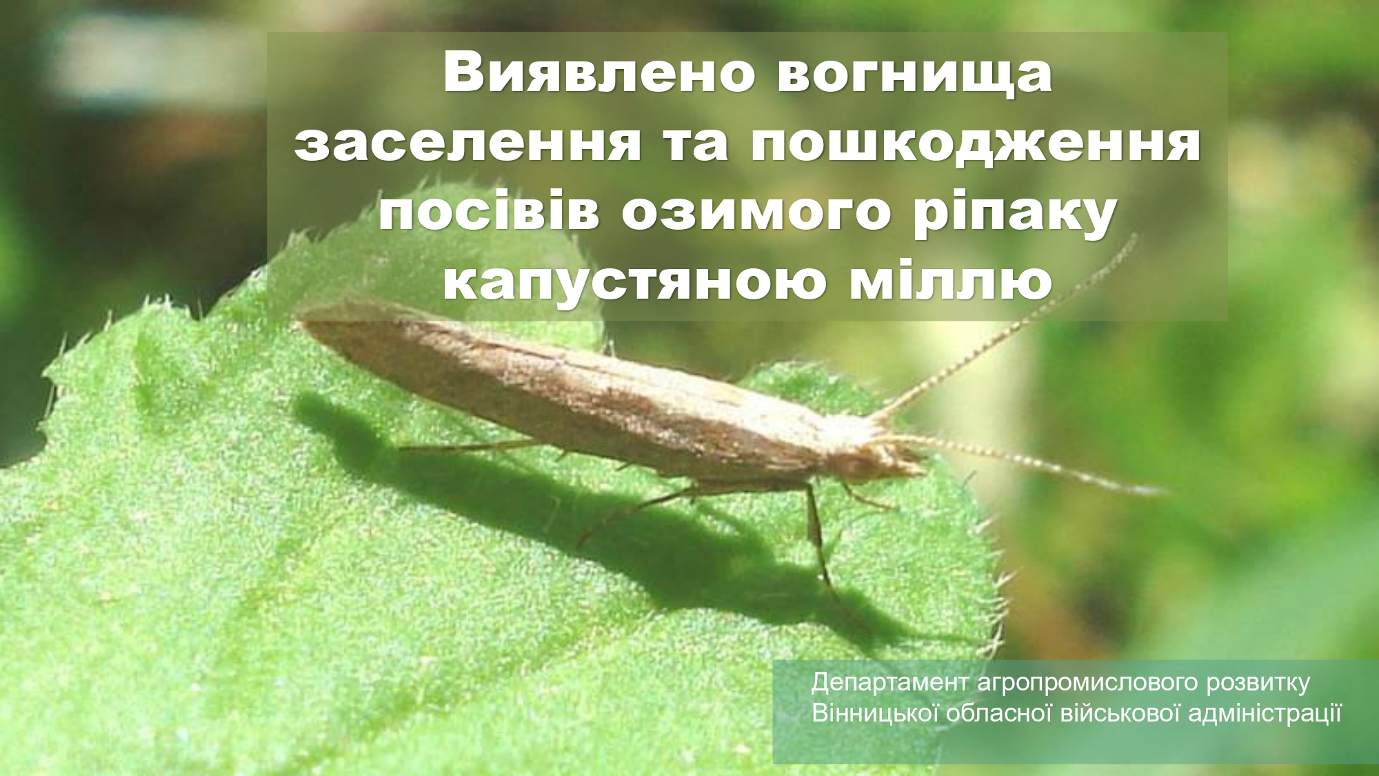 Капустяна міль сидить на зеленому листку поверх написано текст