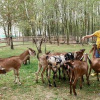 учасник заходу під час екскурсії на козиній еко-фермі «Альпійка»