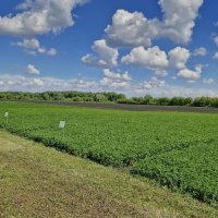 Поле з виставковими посівами кормових культур (люцерна, конюшина), поруш стоять таблички з назвою культури та сорту