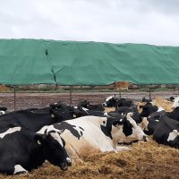 Чорно-рябі бички лежать в огорожі на дворі під ними застелена солома